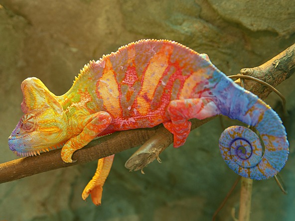 Chameleon transformation_crop